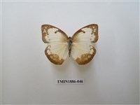 藏品(遷粉蝶)的圖片